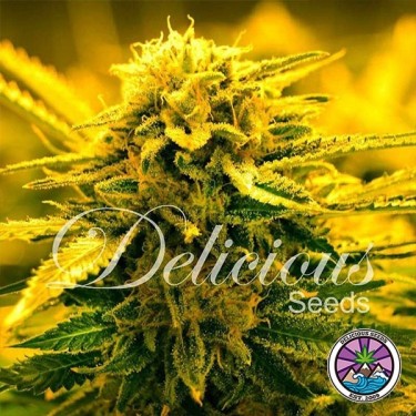 Sugar Black Rose Auto