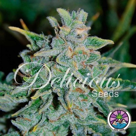 Northern Light Blue Auto