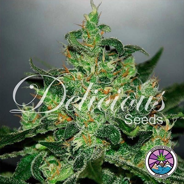 Critical Jack Herer Auto