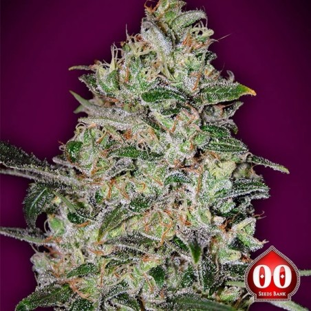 Bubble Gum Fast Plante de cannabis