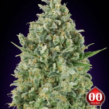 Plante de cannabis Critical Poison