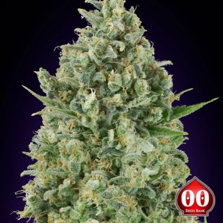 Plante de cannabis Critical Poison