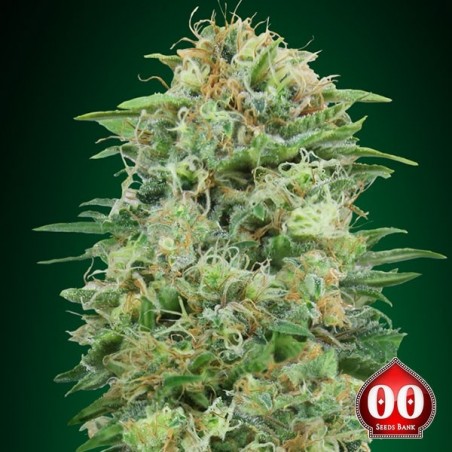 Plante de cannabis White Widow CBD
