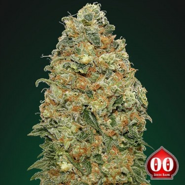 Plante de cannabis White Widow