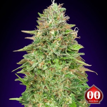 Critical Poison Fast Plante de cannabis