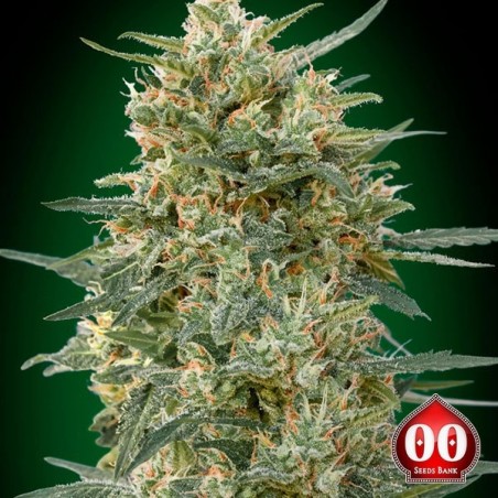 Plante de cannabis Gorilla Fast