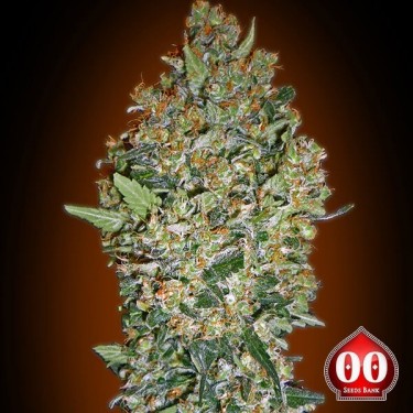 Plante de marijuana Cheese Berry