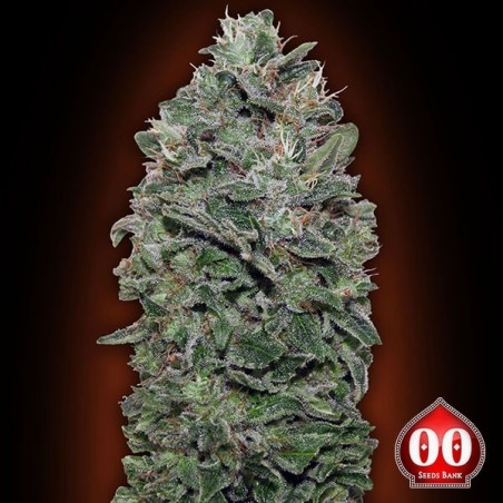 Sweet Soma Plante de marijuana