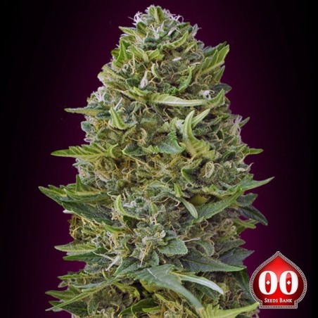 Caramel Kush Plante de marijuana