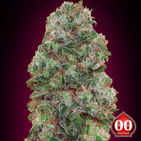 Bubble Gum Plante de marijuana