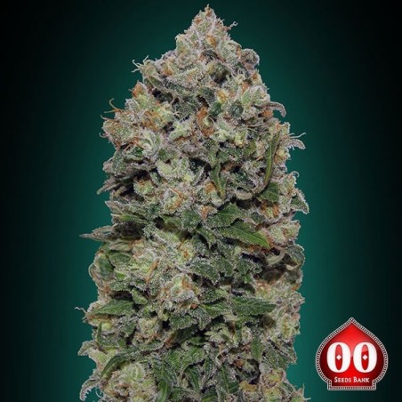 Northern Lights Plante de marijuana