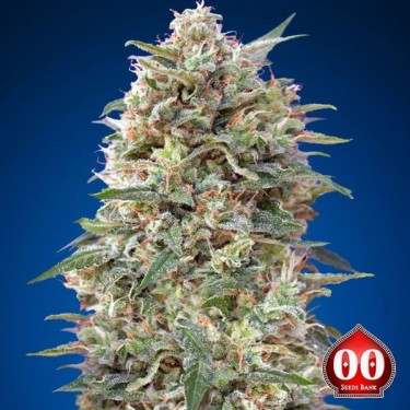 California Kush Plante de marijuana