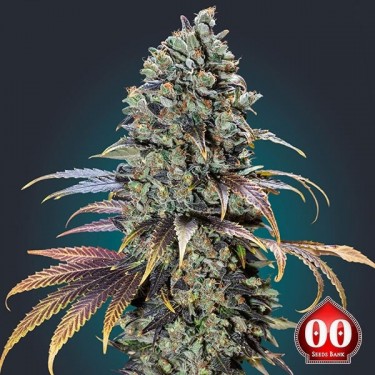 Chocolate Cream Plante de marijuana