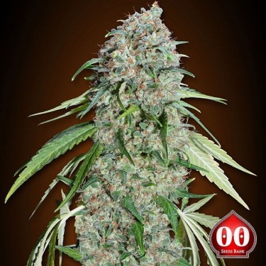 Plante de cannabis Chocolate Skunk CBD