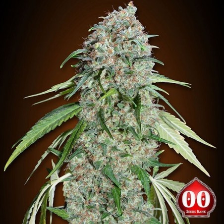 Plante de cannabis Chocolate Skunk CBD