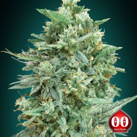Plante de cannabis Auto Northern Lights XXL