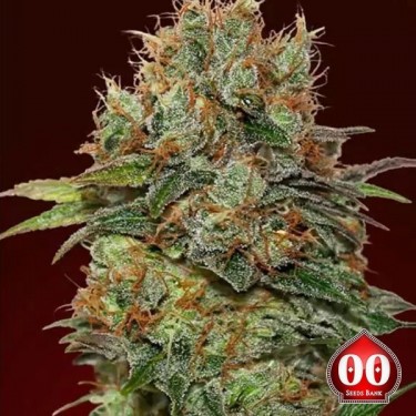 Plante de cannabis Auto Chocolate Kush