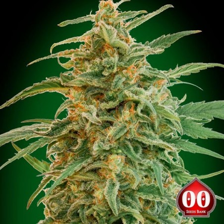 Auto Gorilla Plante de cannabis