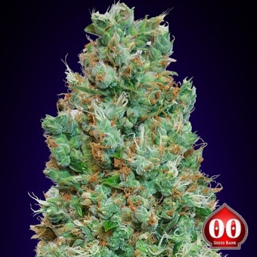Auto Blueberry de 00 Seeds autofloraison - Grow Barato