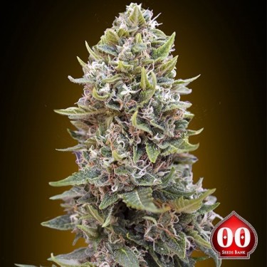 Auto Cheese Berry Plante de marijuana