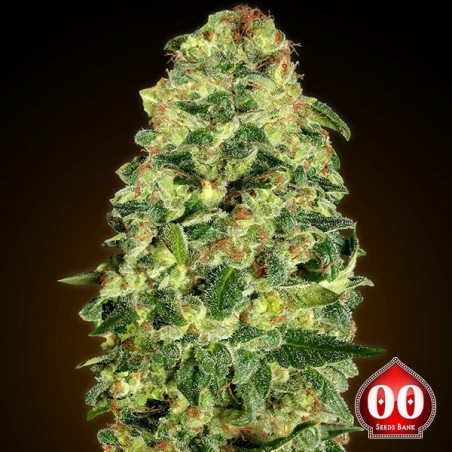 Auto California Kush Plante de marijuana
