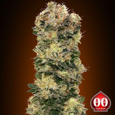 Auto Sweet Soma Plante de marijuana