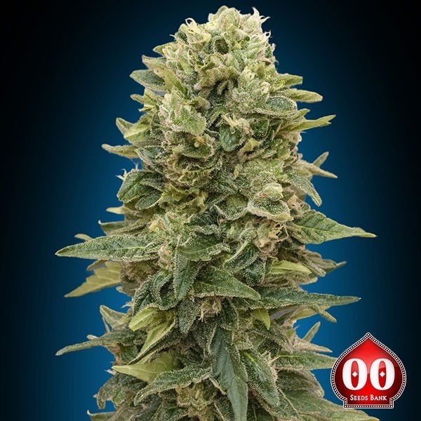 Auto Afghan Mass Plante de marijuana