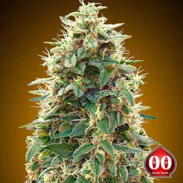 Plante de cannabis Auto 00 Cheese