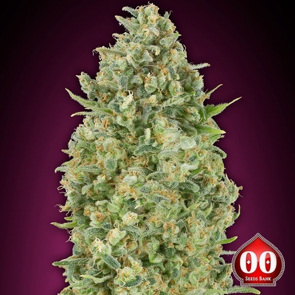 Auto Bubble-Gum
