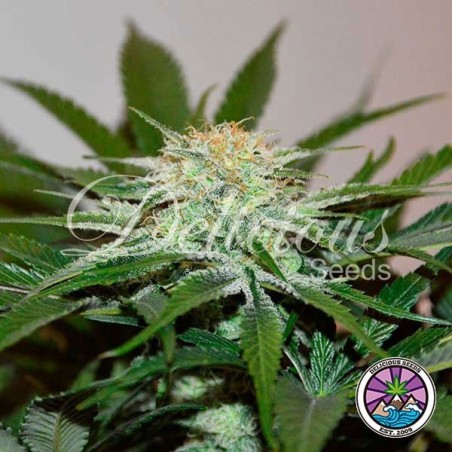 Plante de cannabis Descojack