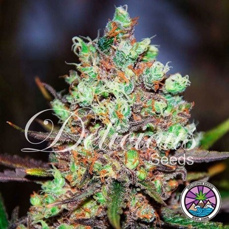 Cotton Candy Kush