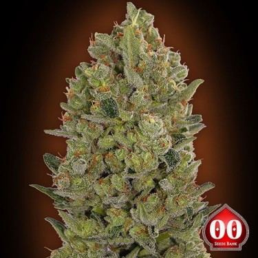 Plante de cannabis 00 Cheese