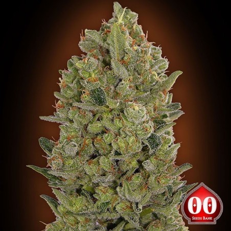 Plante de cannabis 00 Cheese
