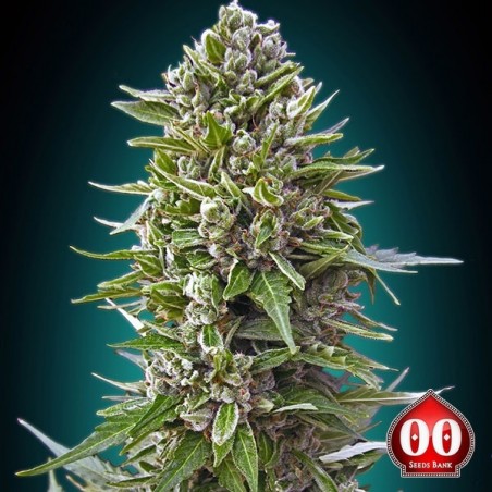 Auto Northern Lights