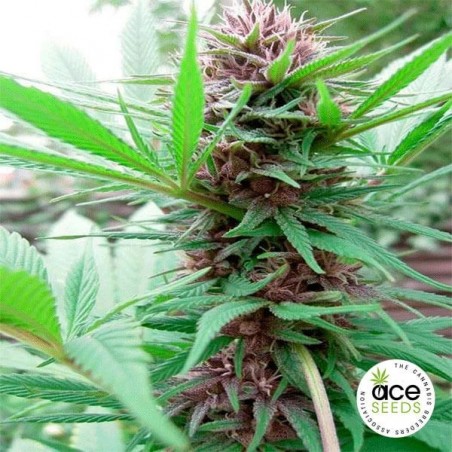 Erdpurt Plante de marijuana