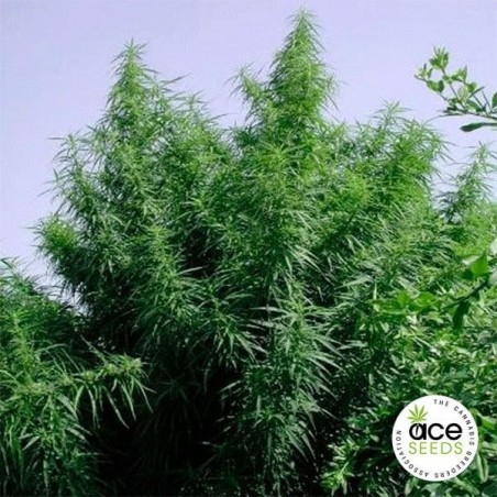 Plante de marijuana Tropical Mix