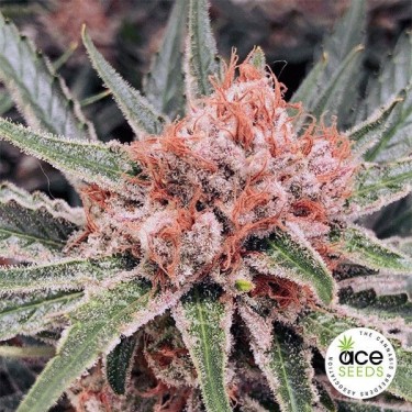 Plante de marijuana Zamaldelica Fem