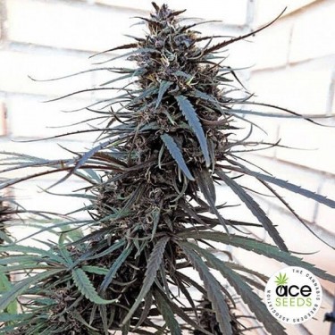 Purple Haze x Malawi Fem Plante de marijuana