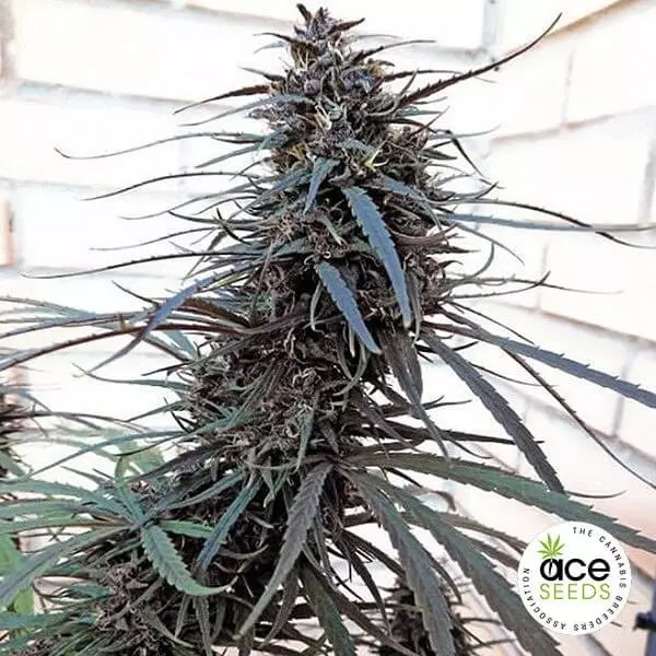 Voir Purple Haze x Malawi Fem Plante de marijuana