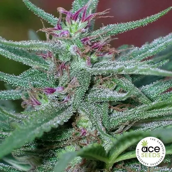 Voir Plante de marijuana Panama Fem