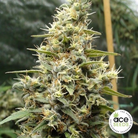 Plante de marijuana Panama Haze