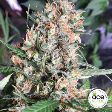 Plante de marijuana Orient Express Fem