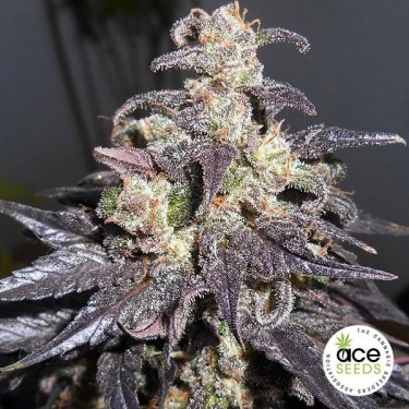 Kali China Fem Plante de marijuana