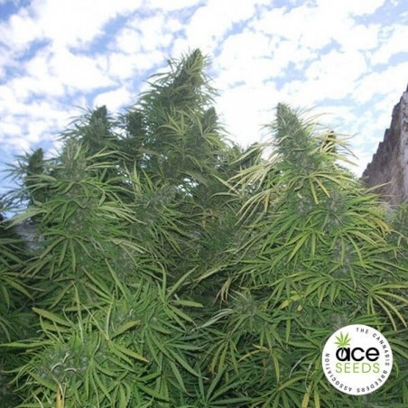 Golden Tiger graine féminisée d'ACE Seeds - Grow Barato