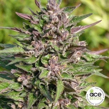 Plante de marijuana Congo Féminisée