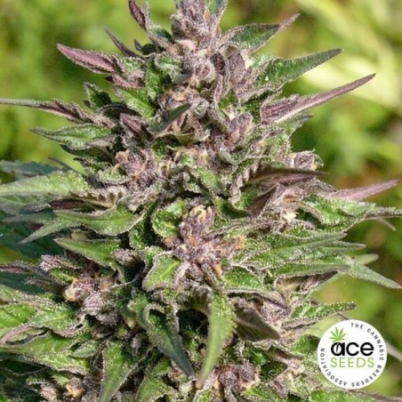 Plante de marijuana Congo Féminisée