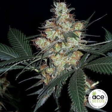 Nepal Jam Régulière Plante de marijuana