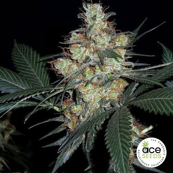 Voir Nepal Jam Régulière Plante de marijuana