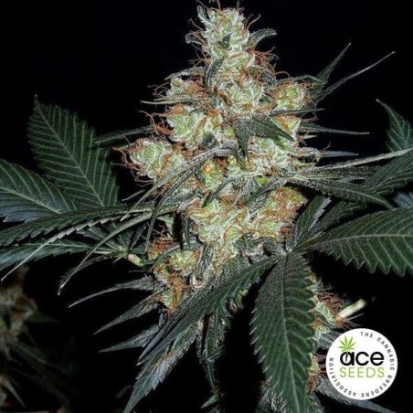 Nepal Jam Régulière Plante de marijuana