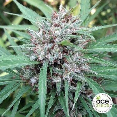 Plante de marijuana Malawi Régulière